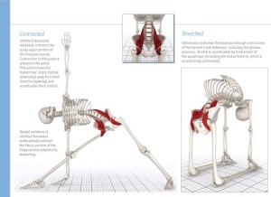 psoas-stretches